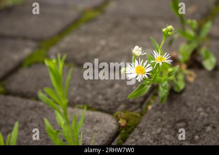 Gänseblümchenblumen auf dem Bürgersteig. Kleine Kamille auf der Straße. Die Natur im Detail. Kraft der Natur. Weiße Blumen brechen Steinpflaster. Überlebe die Natur. Stockfoto