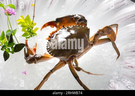 Lebende rohe Schlammkrabben auf Eis Stockfoto