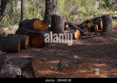 Pine logs cut for firewood in the Preventorio de Alcoi Stockfoto