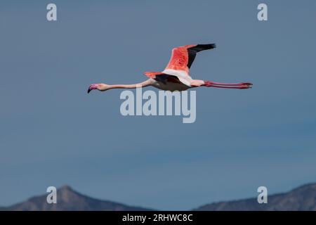 Phoenicopterus roseus fliegt mit der Crevillente, Spanien Stockfoto