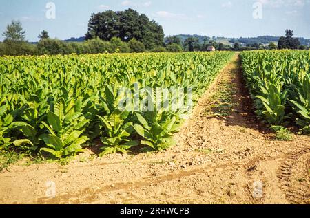 Tabakanbau auf Ackerland, Dordogne, Frankreich 1970er Jahre Stockfoto