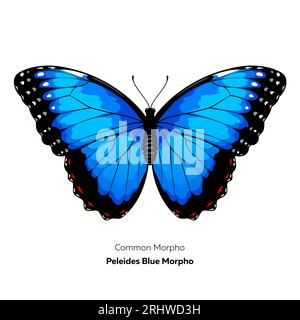 Blauer Morpho-Schmetterling. Vektorillustration isoliert auf weißem Hintergrund. Stock Vektor