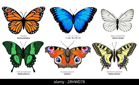 Schmetterlingssammlung. Vektorillustration isoliert auf weißem Hintergrund. Stock Vektor