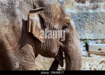 Asiatischer Elefant. Nahaufnahme des Gesichts. Stockfoto