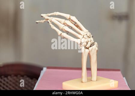 Dieses lebensgroße, bewegliche menschliche Handskelett-Modell ist ein großartiges Lernwerkzeug Stockfoto
