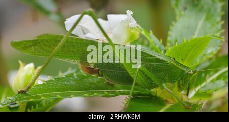 Fork-tailed Bush katydid (Scudderia furcata) – Hall County, Georgia. Ein Katydid fügt sich in das Blatt ein, auf dem er steht. Stockfoto