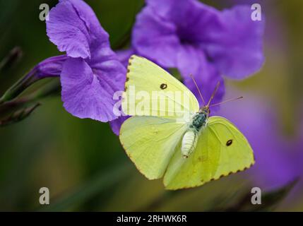 Ein wolkenloser Schwefelfalter fliegt an einem Sommernachmittag in der Nähe der Blüten der mexikanischen Petunien. Stockfoto