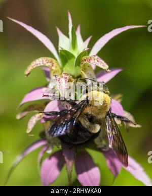 Gewöhnliche Hummel (Bombus impatiens) - Hall County, Georgia. Eine Pollenbedeckte Hummel, die Pollen aus einer Bienenblüte sammelt. Stockfoto