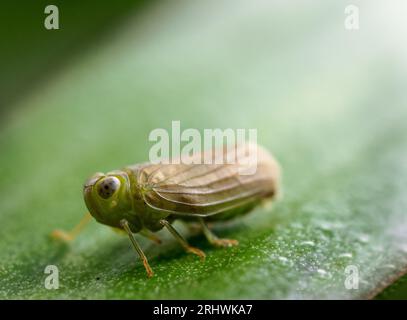 Ein Planthopper sitzt auf einem Blatt, mit seiner einzigartigen Kamoflauge. Stockfoto