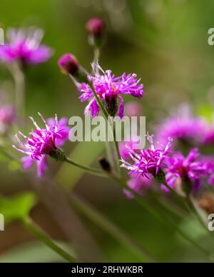 Riesen-Eisenkraut (Vernonia gigantea) - Hall County, Georgia. Die unerwartete Schönheit des Eisenkrauts. Stockfoto