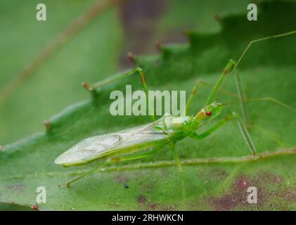 Blassgrüne Assassinen-Insektennymphe (Zelus luridus) - Hall County, Georgia. Auf dem Blatt einer Kultivierten sitzt eine Assasinenkäfer-Nymphe mit neu entwickelten Flügeln Stockfoto