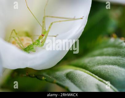 Blassgrüne Assassinen-Insektennymphe (Zelus luridus) - Hall County, Georgia. Ein Käfer sitzt in einer Blüte und wartet auf seine Beute. Stockfoto