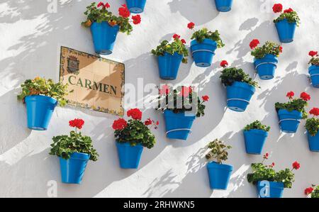 Marbella, Costa del Sol, Provinz Malaga, Andalusien, Südspanien. Geranienreihe in blauen Blumentöpfen in der Calle Carmen. Stockfoto