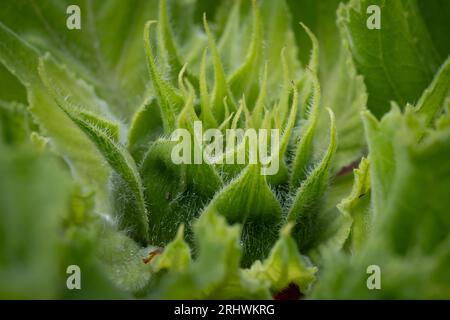 Das komplizierte Blattsystem einer Sonnenblumenpflanze vor der Blüte, Worcestershire, England. Stockfoto