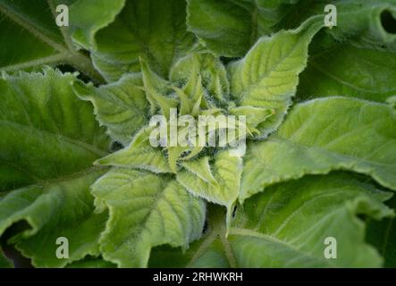 Das komplizierte Blattsystem einer Sonnenblumenpflanze vor der Blüte, Worcestershire, England. Stockfoto