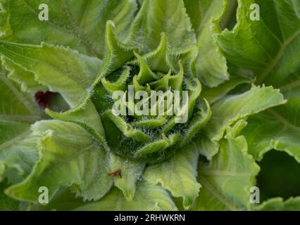 Das komplizierte Blattsystem einer Sonnenblumenpflanze vor der Blüte, Worcestershire, England. Stockfoto