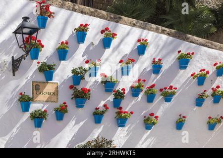 Marbella, Costa del Sol, Provinz Malaga, Andalusien, Südspanien. Geranienreihe in blauen Blumentöpfen in der Calle Carmen. Stockfoto