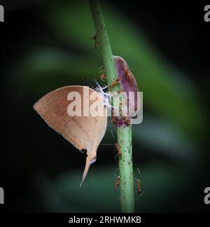 Dieses Nahaufnahme-Makrofoto wurde aus Bangladesch aufgenommen. Stockfoto