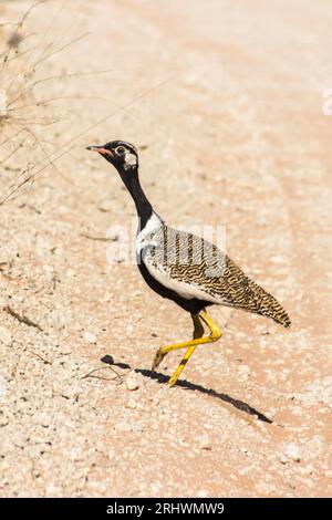 Ein südlicher Schwarzer Korhaan, der die Straße im Kgalagadie-Nationalpark in Südafrika sorgfältig überquert. Stockfoto