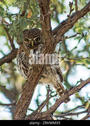 Eine kleine Birnengefleckte Owlet, Glaucidium perlatum, die in einem gerissenen Busch in der Kalahari-Wüste durch eine Gabel ragt Stockfoto