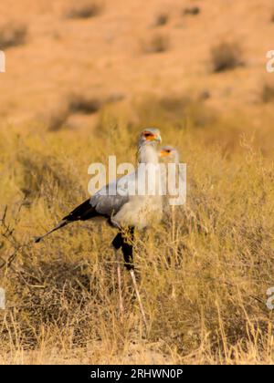 Zwei Sekretär-Vögel, Sagittarius serpentarius, wandern durch die niedrigen Büsche der Kalahari-Wüste im Kgalagadi-Nationalpark, Südafrika Stockfoto