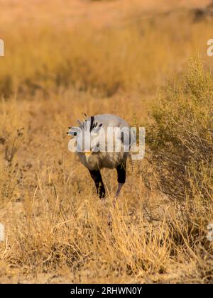 Ein Sekretär-Vogel, der sich in den Gräsern der Sandsavanne der Kalahari-Wüste in Südafrika ernährt Stockfoto