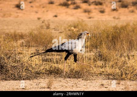 Sekretär Vogel, Sagittarius serpentarius, Spaziergang durch die trockene SandSavanne der Kalahari Wüste in Südafrika Stockfoto