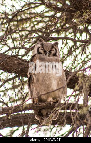 Eine majestätische Verreaux Eagle Owl, Bubo lacteus, schläft tagsüber in einem großen Akazienbaum im Kgalagadi-Nationalpark in Südafrika Stockfoto