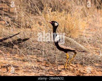 Ein südlicher schwarzer Korhaan, Afrotis Afra, mit seinem auffälligen weißen und schwarzen Gefieder, der durch die trockenen Graslandschaften der Kalahari-Wüste geht Stockfoto