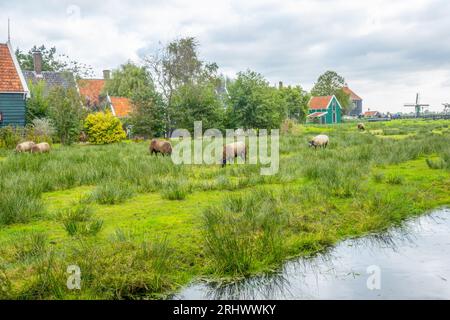 Niederlande. Bewölkter Sommertag in der Zaanse Schans. Typische holländische Häuser, weidende Schafe und Windmühlen in der Ferne Stockfoto