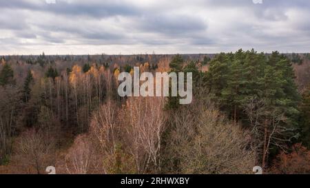 Polnischer Teil des Bialowieza-Waldes südlich von Hajnowka aus der Vogelperspektive mit alten Birkenbäumen im Vordergrund, Woiwodschaft Podlaskie, Polen, Europa Stockfoto