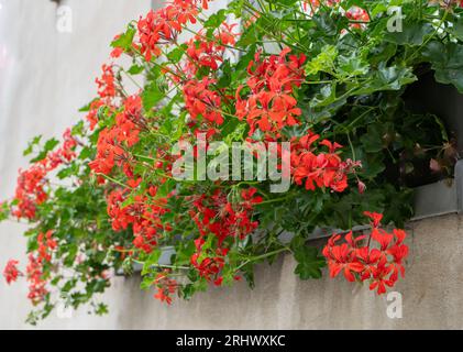 Rote Geranien auf der Straße. Blühendes pelargonium im Blumenbeet. Balkon mit Sommerfenster und Straßendekor. Pflanzenbusch. Gartenhintergrund. Blütenblüte. Gartenbau und Gartenbau Stockfoto