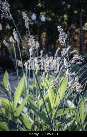 Blick auf einen Gartenteich gefüllt mit einer Wasserpflanze mit blauen Blumen Konzeptfoto Stockfoto