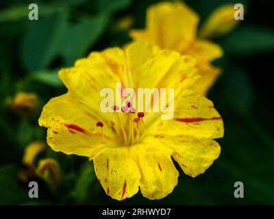 Makroblume, Mirabilis jalapa Stockfoto