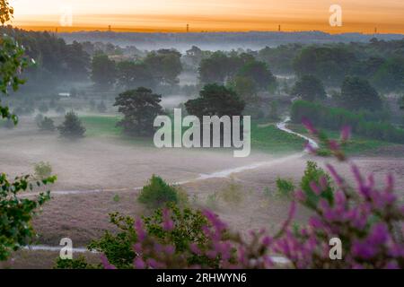 Spektakulärer goldener Sonnenaufgang mit Sonnenstrahlen über dem blühenden Heidekraut, das sich in ein violettes Feld mit einigen dünnen Nebelschichten verwandelte. Stockfoto