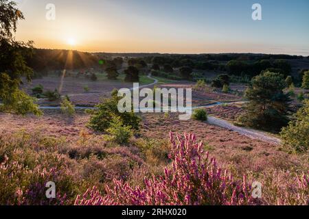 Spektakulärer goldener Sonnenaufgang mit Sonnenstrahlen über dem blühenden Heidekraut, das sich in ein violettes Feld mit einigen dünnen Nebelschichten verwandelte. Stockfoto