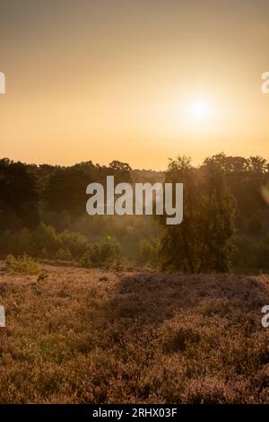 Spektakulärer goldener Sonnenaufgang mit Sonnenstrahlen über dem blühenden Heidekraut, das sich in ein violettes Feld mit einigen dünnen Nebelschichten verwandelte. Stockfoto