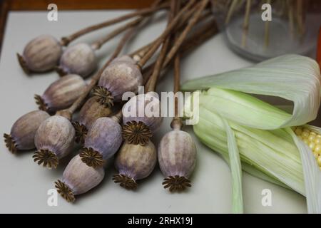 Trockene Mohnköpfe auf einem Porzellanbrett Stockfoto