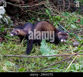 Europäisches Polecat (Mustela putorius) juvenile geborgene verlassene Waise in Pflege. Stockfoto