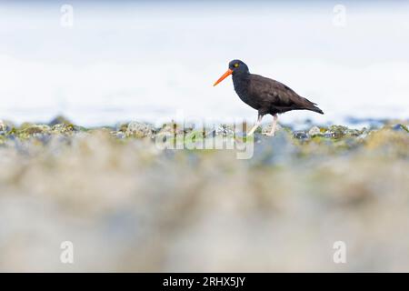 Schwarzer Austernfänger (Haematopus bachmani), der an der Küste entlang geht. Stockfoto