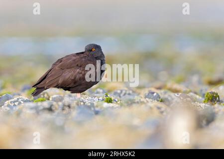 Schwarzer Austernfänger (Haematopus bachmani), der an der Küste ruht. Stockfoto