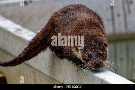 Eurasischer Otter (Lutra lutra) juvenile aus Wasser mit trockenem Fell. Stockfoto