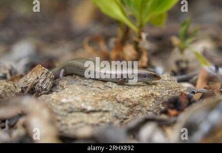 Eine Bedriaga Skink (Chalcides bedriagai) auf einem Felsen, der aus dem Schatten kommt, Andalusien, Spanien. Stockfoto