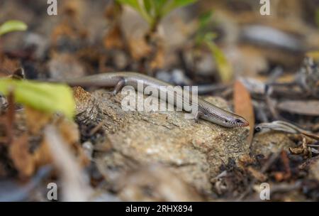 Eine Bedriaga Skink (Chalcides bedriagai) auf einem Felsen, der aus dem Schatten kommt, Andalusien, Spanien. Stockfoto