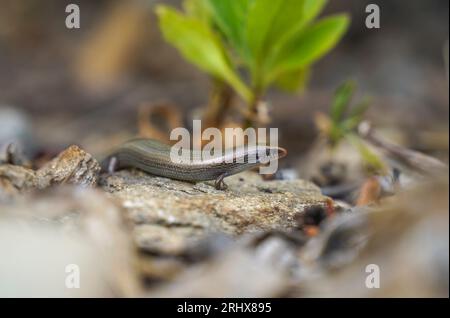 Eine Bedriaga Skink (Chalcides bedriagai) auf einem Felsen, der aus dem Schatten kommt, Andalusien, Spanien. Stockfoto