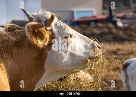 Kuh (Bos taurus) mit braunen und weißen Haaren, die Heu essen Stockfoto