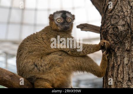 Rotfrontenlemur (Eulemur rufifrons), die an einem Baumzweig festhält Stockfoto