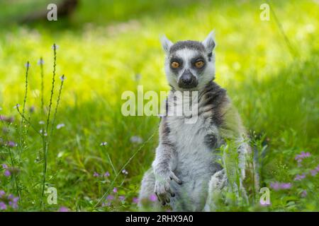 Ein meditierender Ringschwanz-Lemur sitzt im Gras und schaut in die Kamera Stockfoto