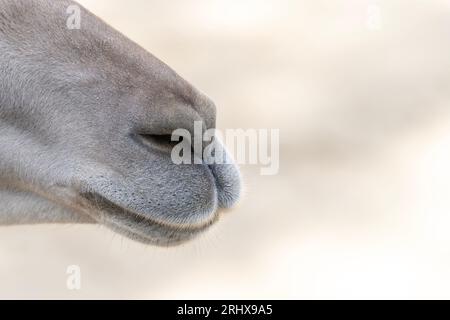 Nase eines hellhaarigen Lamas (Lama glama) auf hellem Hintergrund Stockfoto