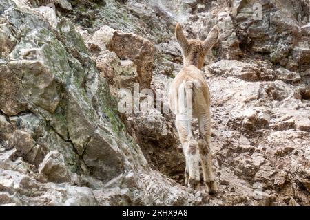 Junger sibirischer Steinbock (Capra sibirica), der in einen felsigen Berghang schmilzt Stockfoto